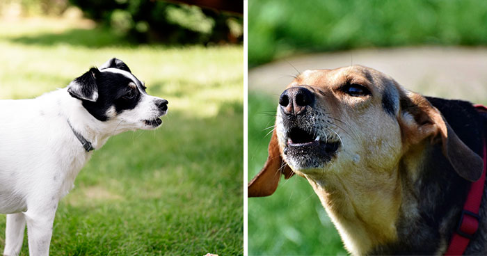 Tips on How to Stop a Dog From barking at Other Dogs