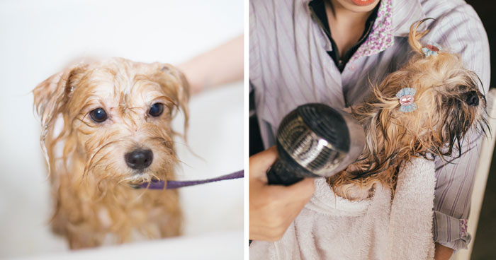 How to Bathe and Wash A Dog Face – Groomer Tips to Wipe Tear Stains