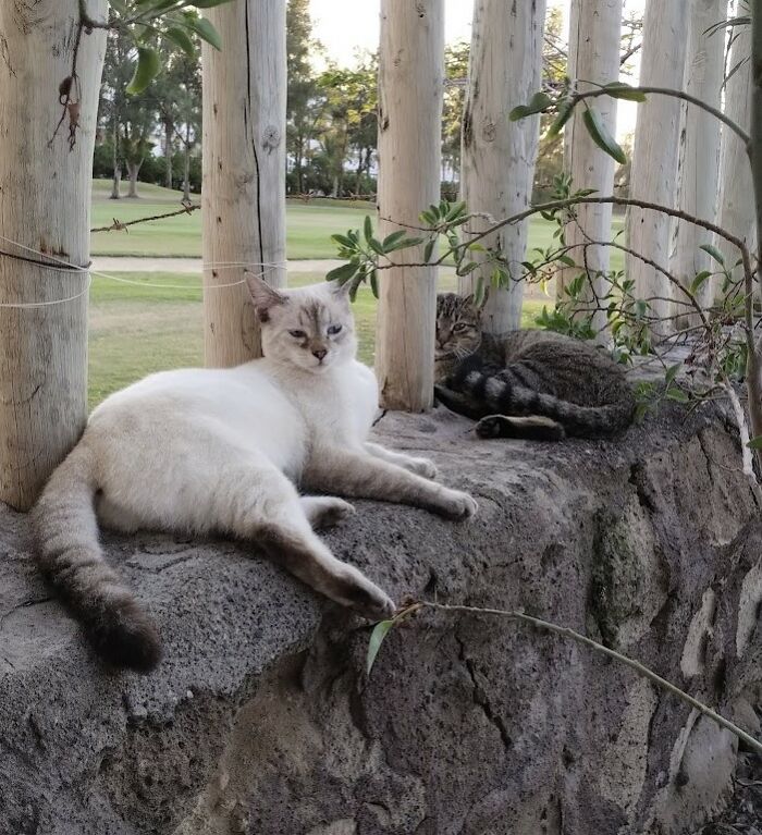 We Are Changing Cheeky And Frankie's Lives, And They Are Two Very Special Orphaned Kittens