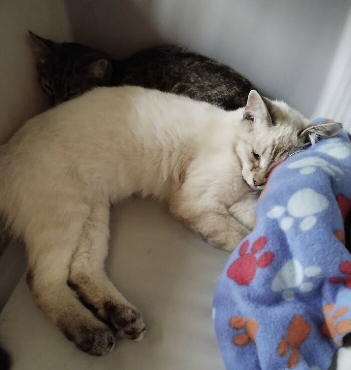 We Are Changing Cheeky And Frankie's Lives, And They Are Two Very Special Orphaned Kittens