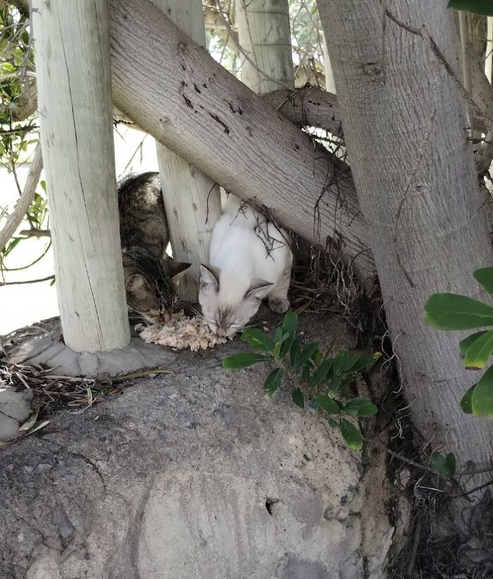 We Are Changing Cheeky And Frankie's Lives, And They Are Two Very Special Orphaned Kittens