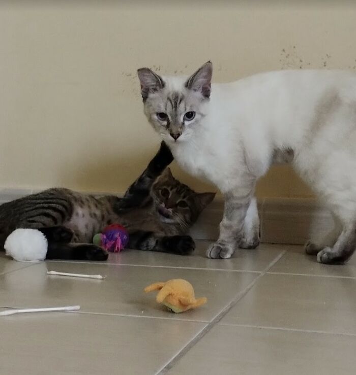 These Two Orphaned Kittens Are Learning To Enjoy The Warmth Of A Home
