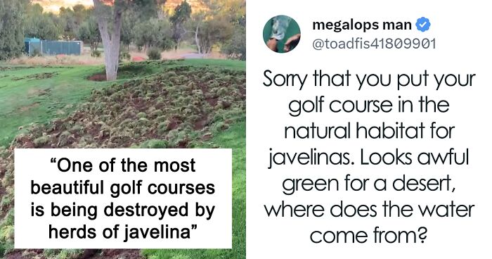 Wild Javelinas Invade Golf Course, Golfers Are Fuming But Netizens Are Happy