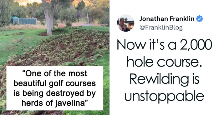 Netizens Are Cheering About The Pig-Like Animals Who Ruined A Golf Course In Arizona