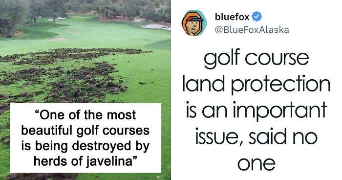 Javelinas Have No Mercy On A Golf Course In Arizona And Folks Online Are Cheering Them On