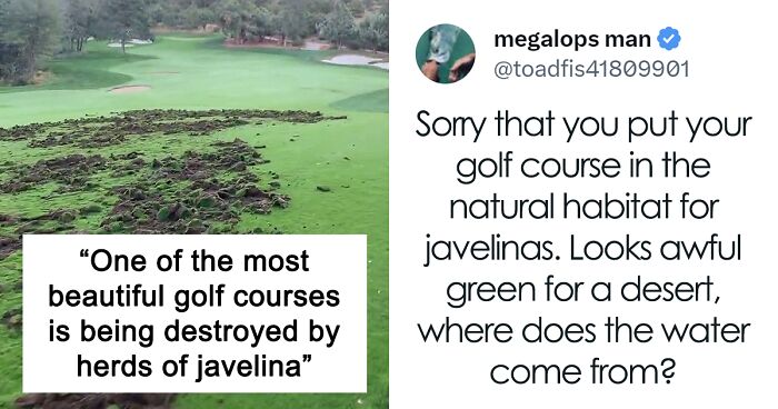 Wild Javelinas Raid Golf Course, Leaving Golfers Fuming, But Netizens Cheerful