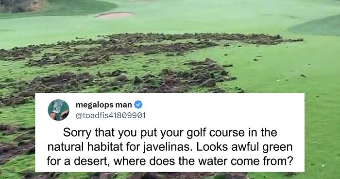 Javelinas Have No Mercy On A Golf Course In Arizona And Folks Online Are Cheering Them On