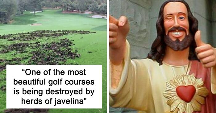 X Users Aren’t That Sad About Pigs Digging Up A Golf Course After The Video Showing It Went Viral