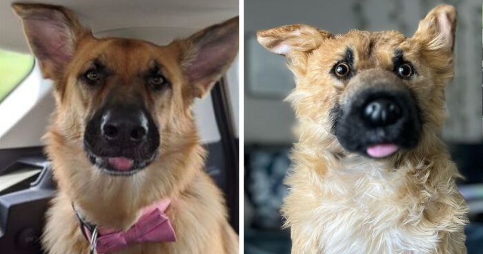 People Get Surprised By Their Lost Pet Lookalike Plushies Made By This Company (48 Pics)