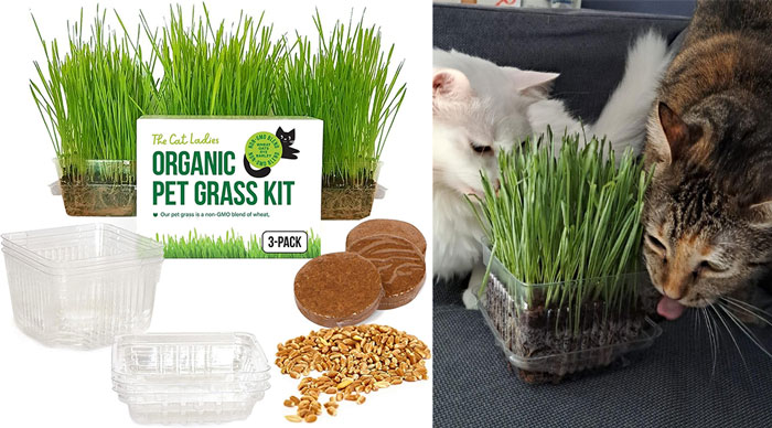 Cat Grass Growing Kit: An easy-to-use organic solution that provides important nutrients and controls hairballs, while also keeping your precious blooms untouched.