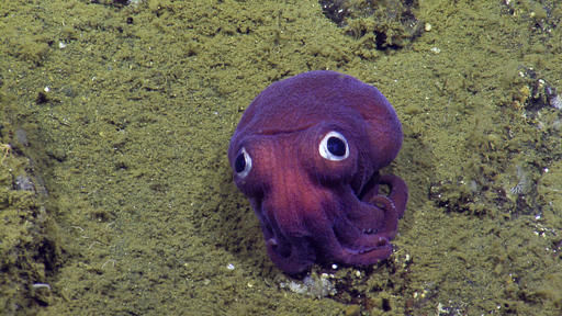 purple-octo-655766e54b2e4.jpg