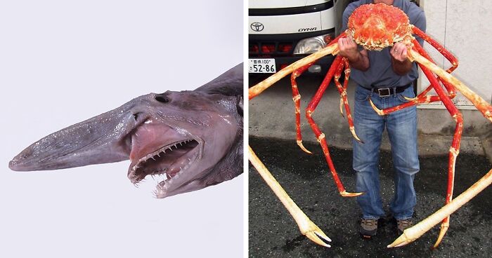 People Share The 32 Creepiest Things You Can Find In The Ocean That There's Photographic Proof Of