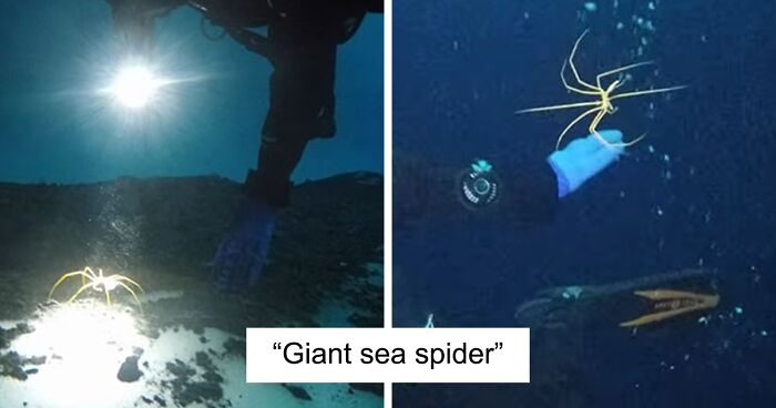 32 Terrifying Things Hiding In The Ocean That We Have Photographic Proof Of