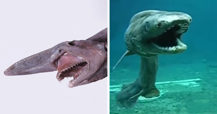 32 Of The Scariest Things Seen In The Ocean That We Have Photographic Proof Of