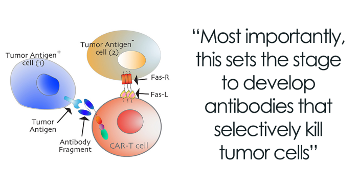 “Kill Switch” Is Identified As A Way To Activate Cancer Cell Death