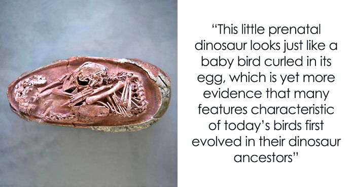 Scientists Find Perfectly Preserved Dinosaur Embryo In Surprising Bird-like Posture