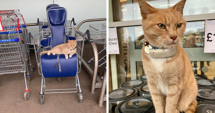 Yorkshire Tesco Cat Ban Backfires As People Threaten To Stop Shopping There If Cat Is Not Reinstated