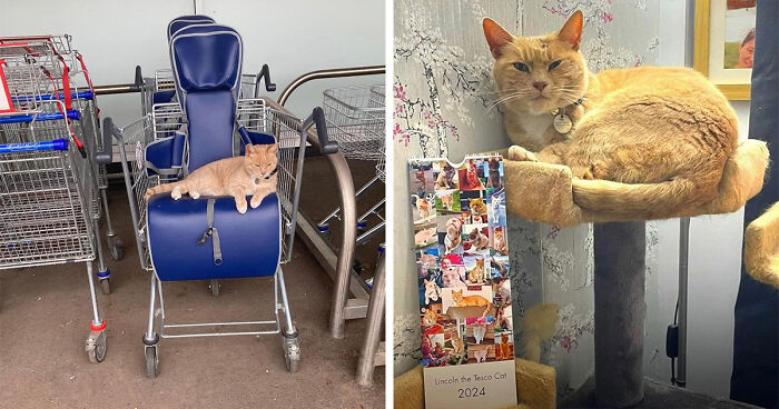 Yorkshire Tesco Cat Ban Backfires As People Threaten To Stop Shopping There If Cat Is Not Reinstated