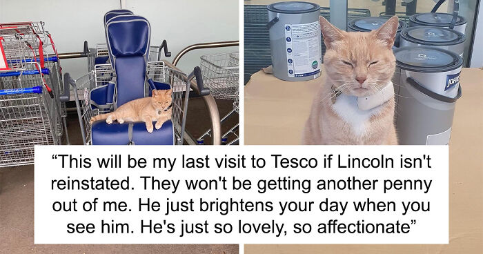 Local Tesco Bans Lincoln The Cat, Shoppers Revolt Against It