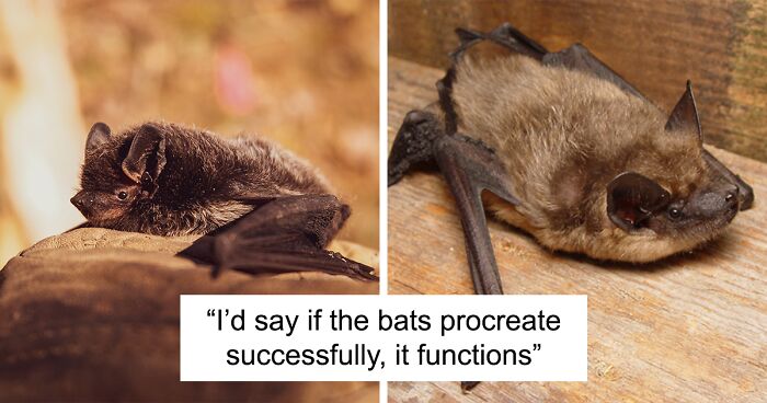 These Bats Are The Only Mammals To Mate Like Birds, Scientists Find