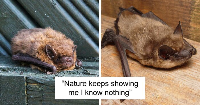 Researchers Discover “Bizarre And Unique” Mating Behavior Of Silky Bats