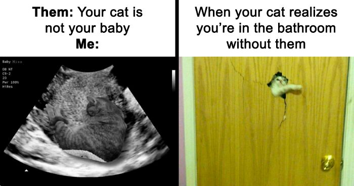 80 Funny And Relatable Cat Memes Shared By ‘The Odd Cat Sanctuary’