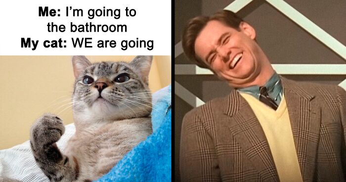 80 Soul-Healing Cat Memes Shared By ‘The Odd Cat Sanctuary’