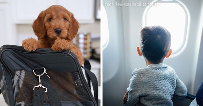 “They Behave Better” New Survey Shows That People Prefer Pets Over Children On Planes