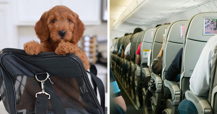 “They Behave Better” New Survey Shows That People Prefer Pets Over Children On Planes