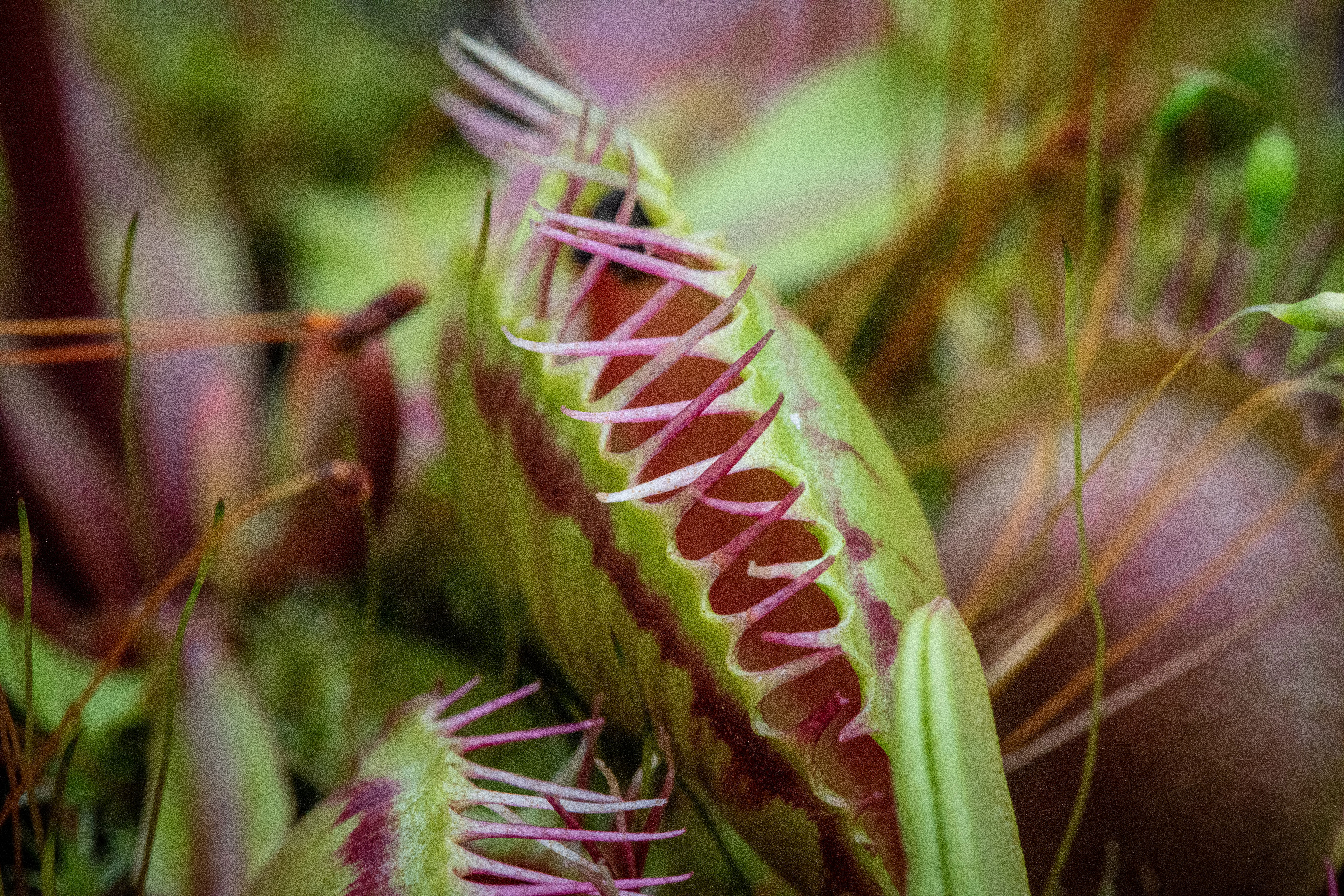 How Venus flytraps store short-term 'memories' of prey