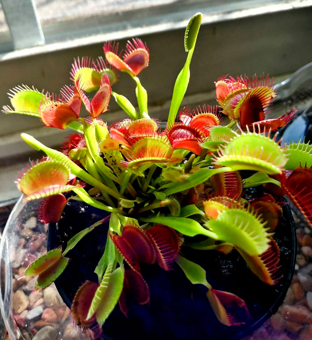 Dionaea m. 'King Henry' Potted