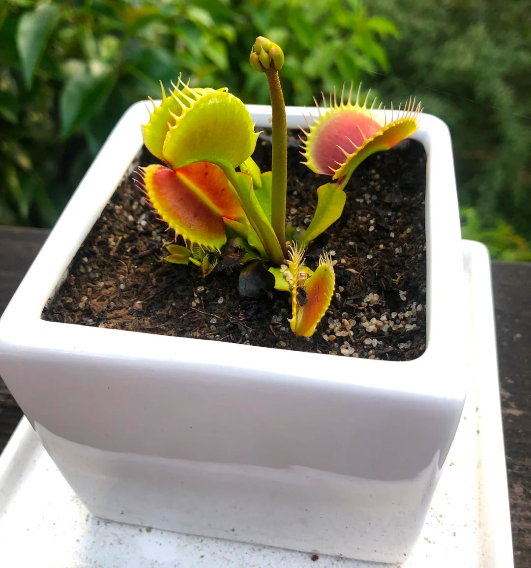 Dionaea m. 'King Henry' Potted