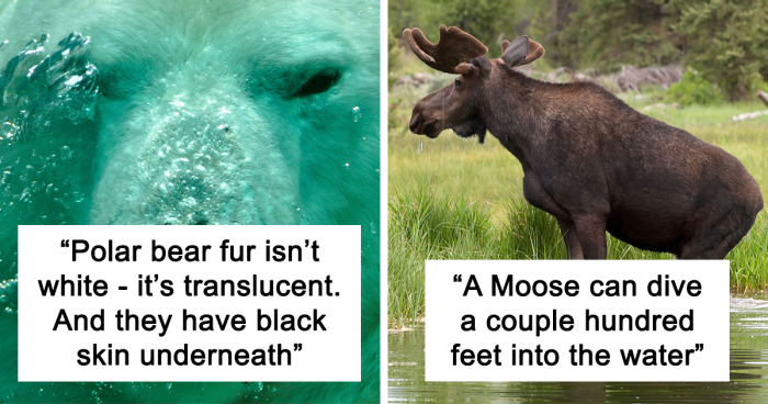 28 Fun And Weird Animal Facts That People Shared In This Thread