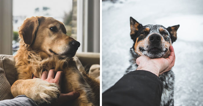 7 Psychological Reasons Why Dogs Are Always Happy to See Us