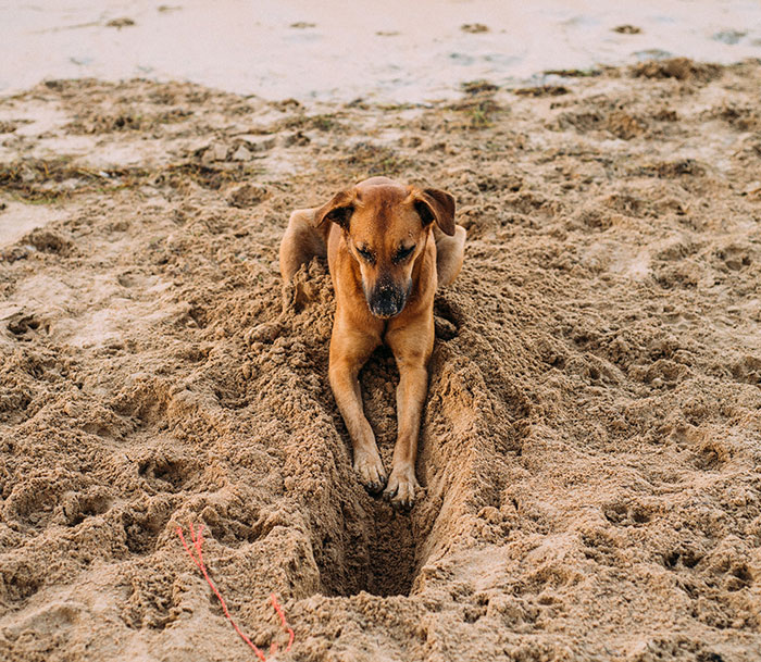 Dog digging a hole in the sand.