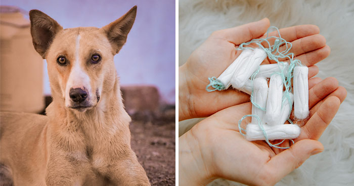 Understanding Why Dogs Eat Tampons and How to Help Them