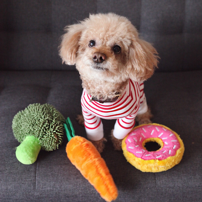 Dog surrounded by the toys