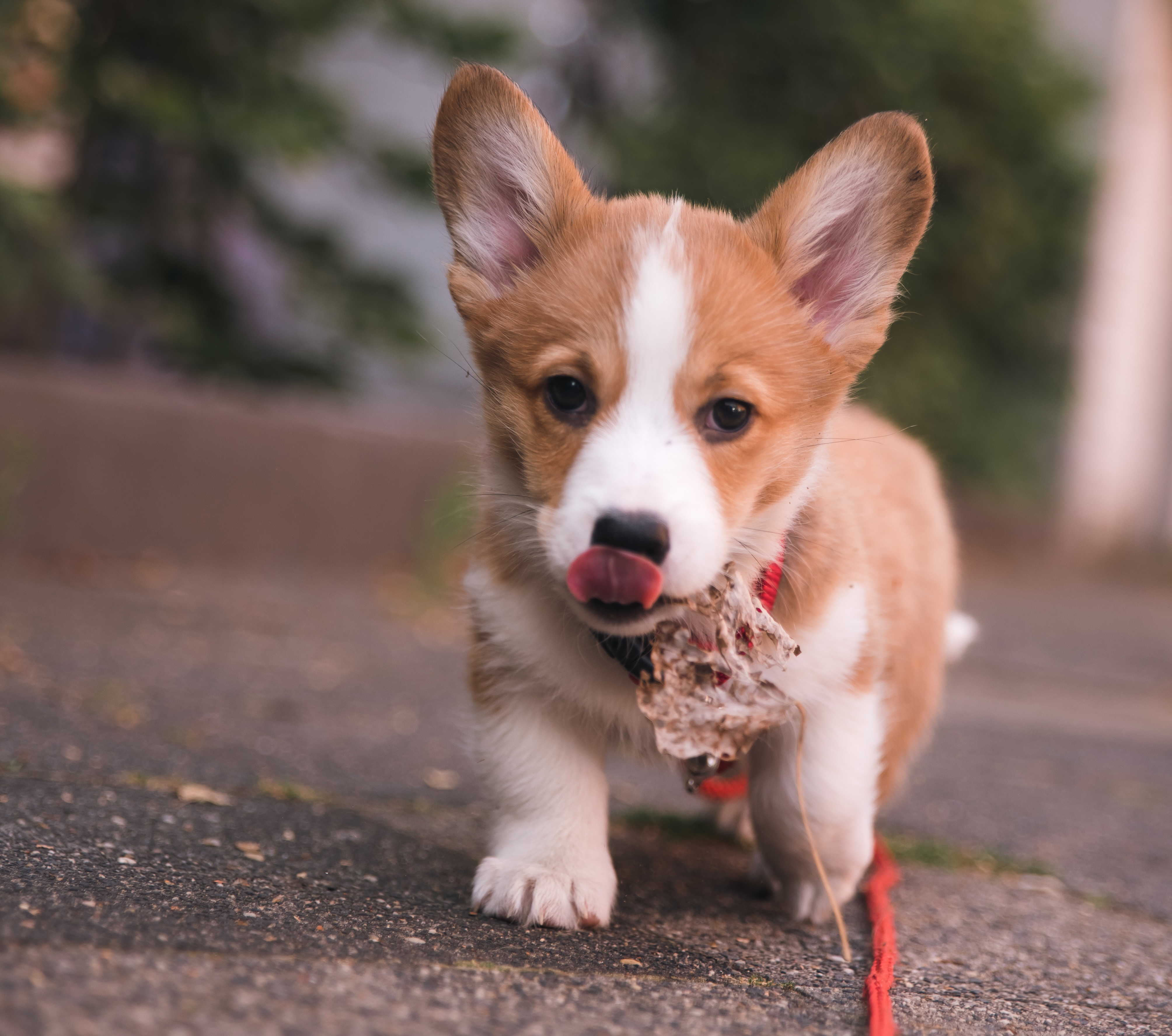 corgi puppy going and licking the air