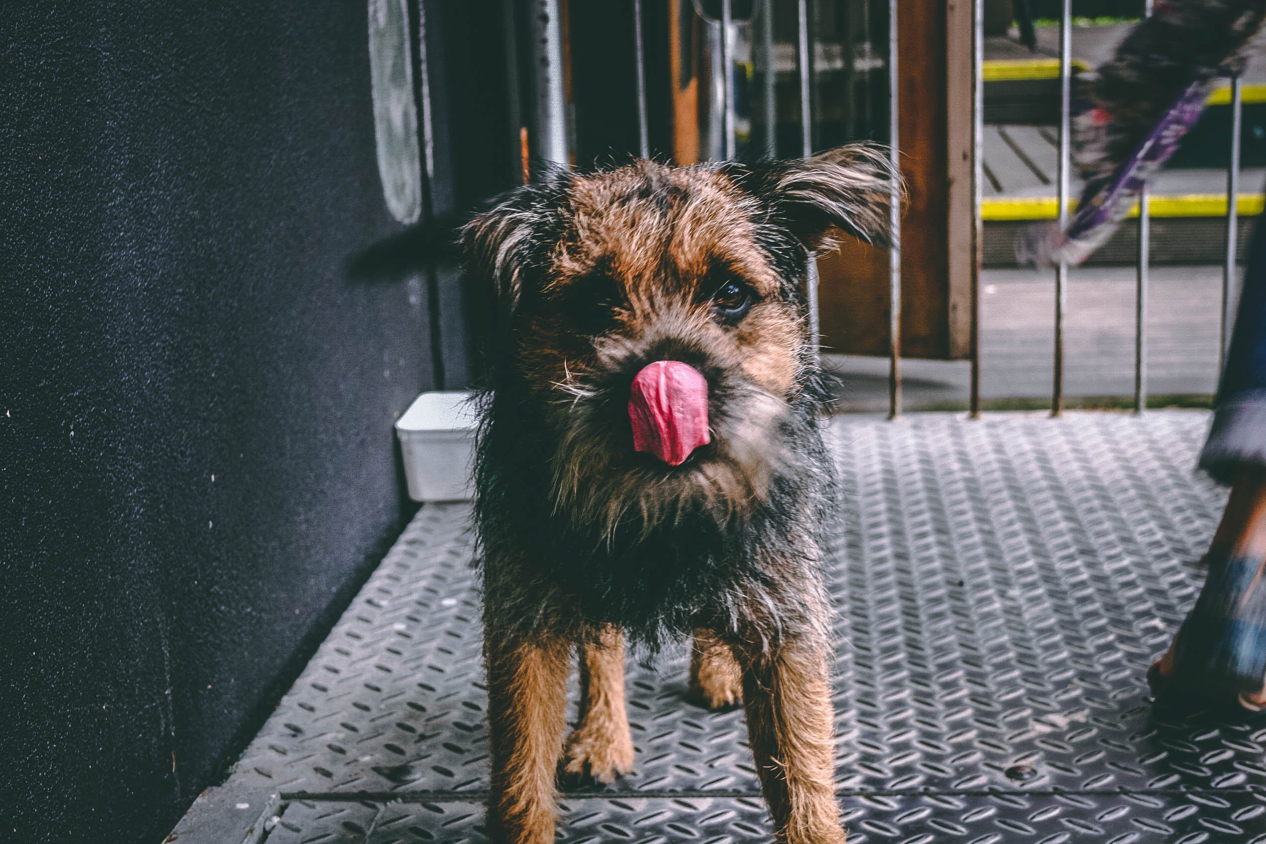 small brown licking dog