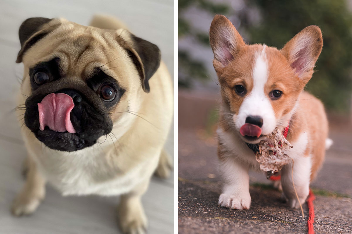 https://www.boredpanda.com/blog/wp-content/uploads/2023/11/why-do-dogs-keep-licking-the-air-cover_800.jpg