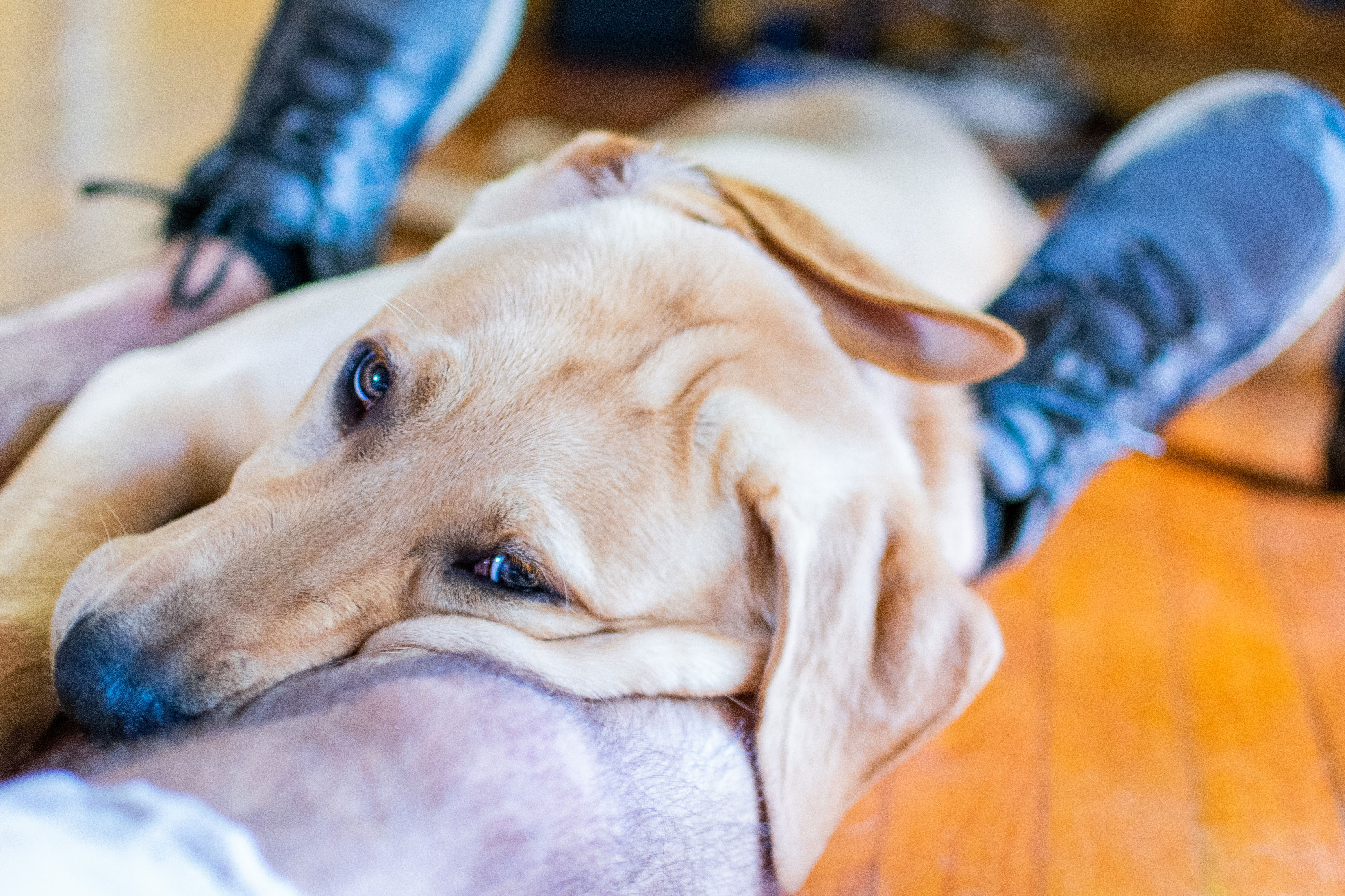 labrador retriever lying on the man's leg