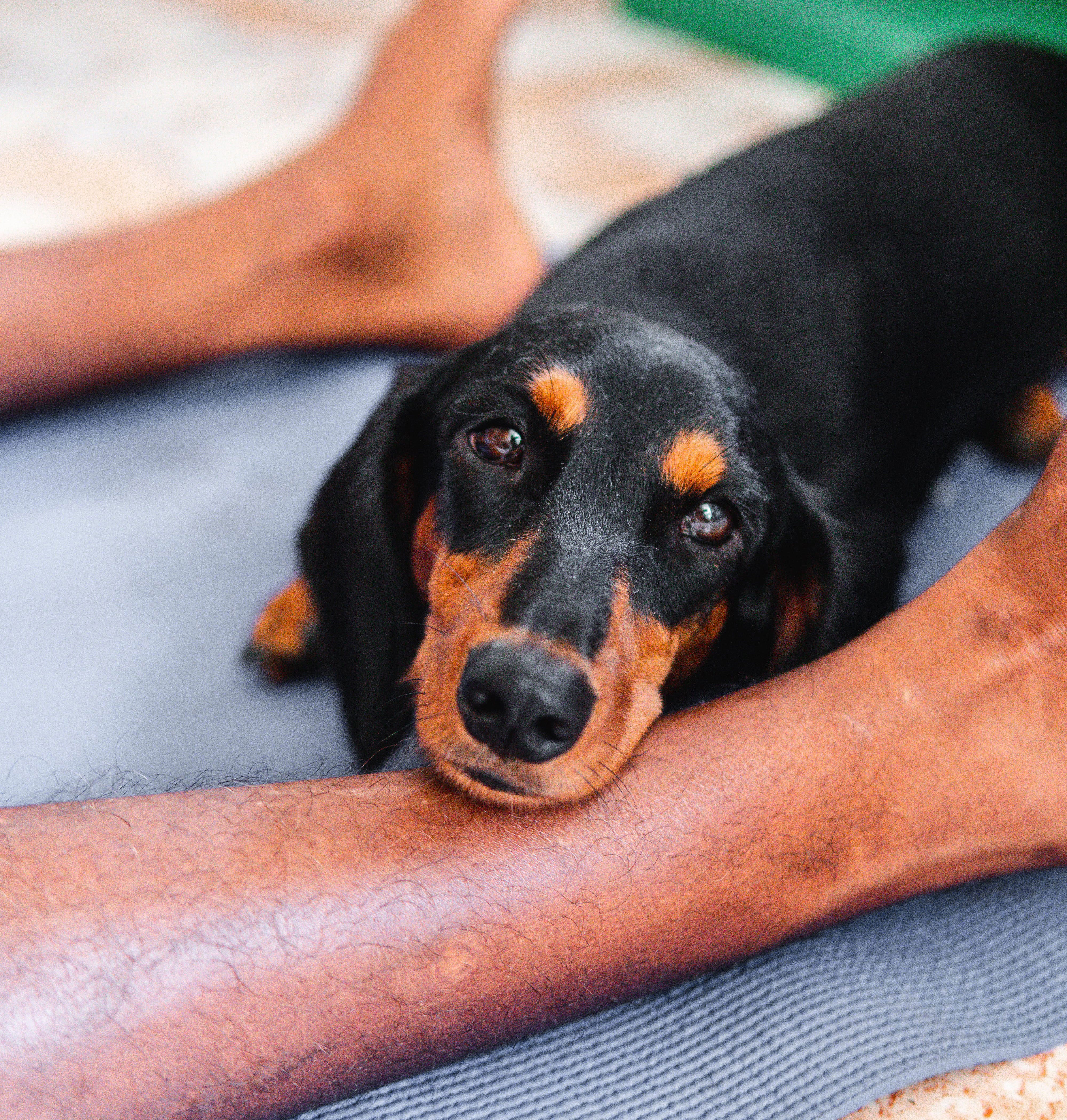 Dog lays 2024 on feet