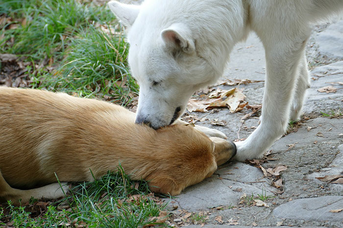 Dog licking other dogs ear 