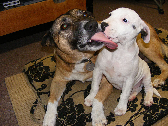 Dog licking each other 