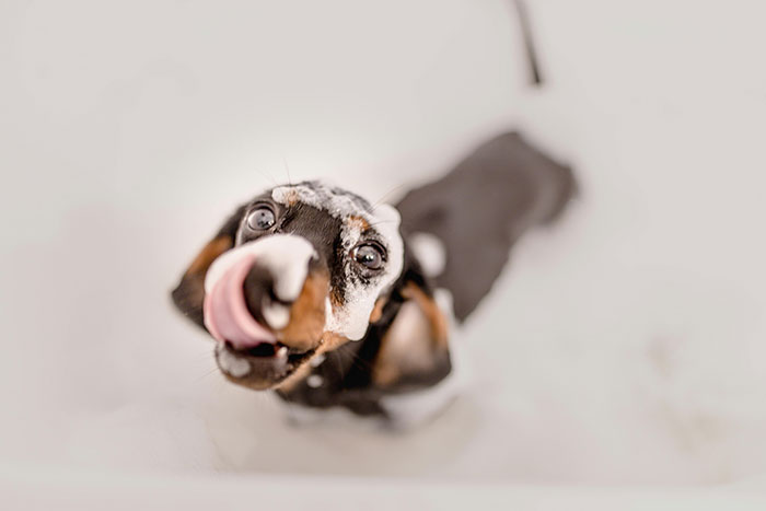 Small black dog with his tongue out 