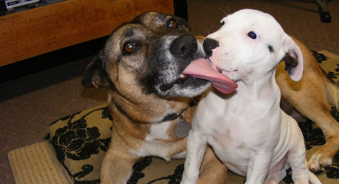 Why Do Dogs Lick Each Other’s Ears? A Vet Tech Review