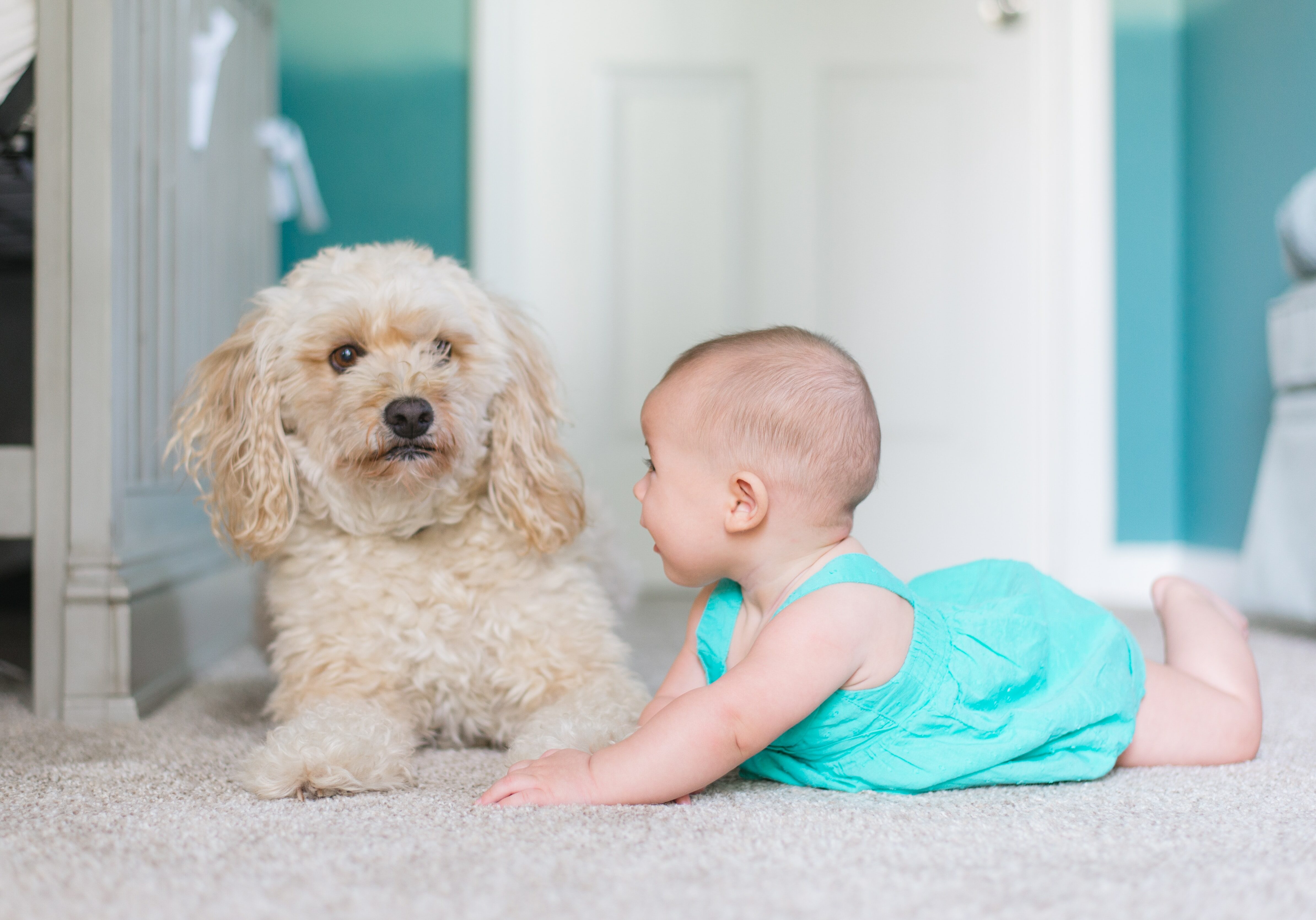 baby crawling near long-coated brown dog near door