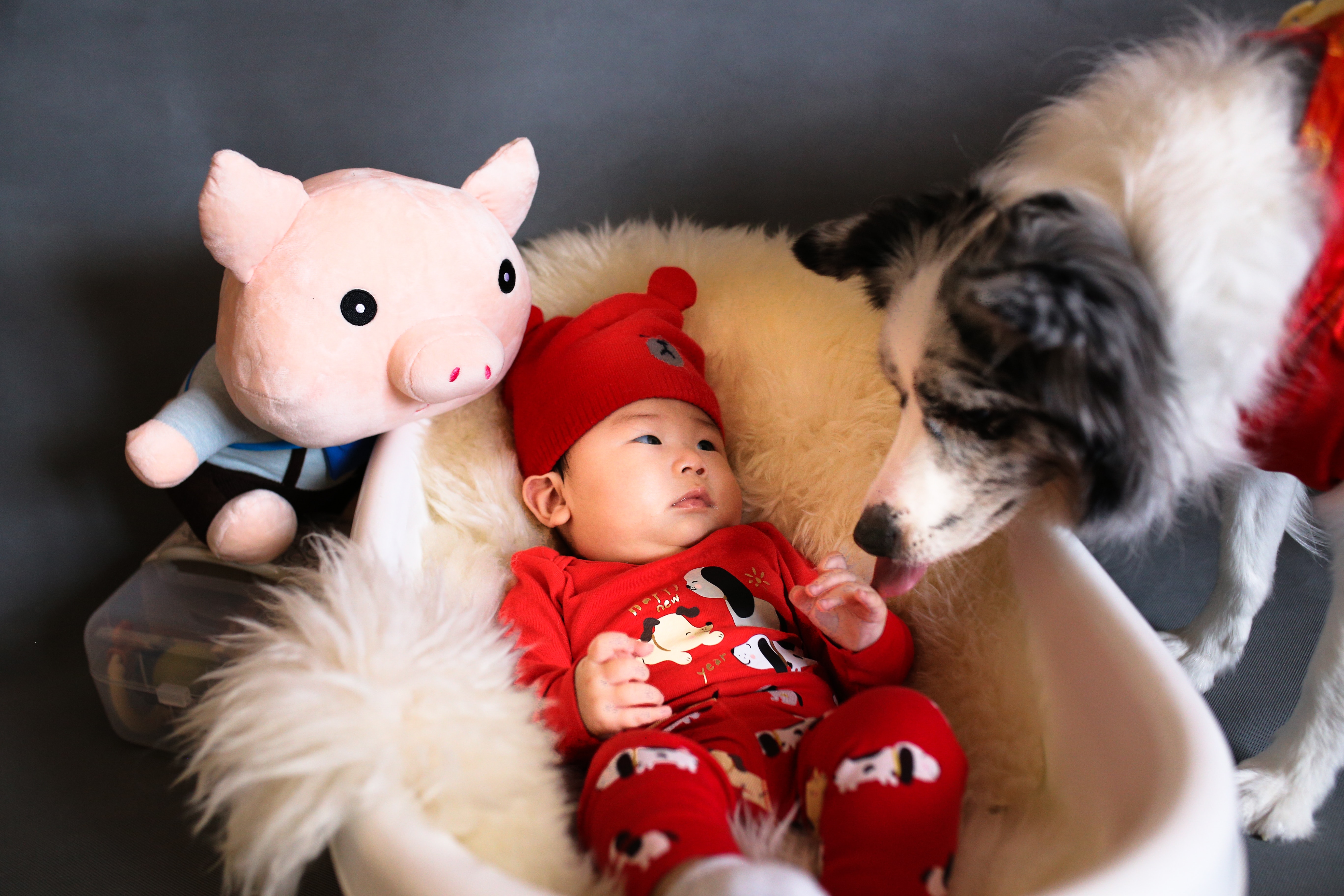 baby in bassinet with pig plush toy and white-and-black dog near