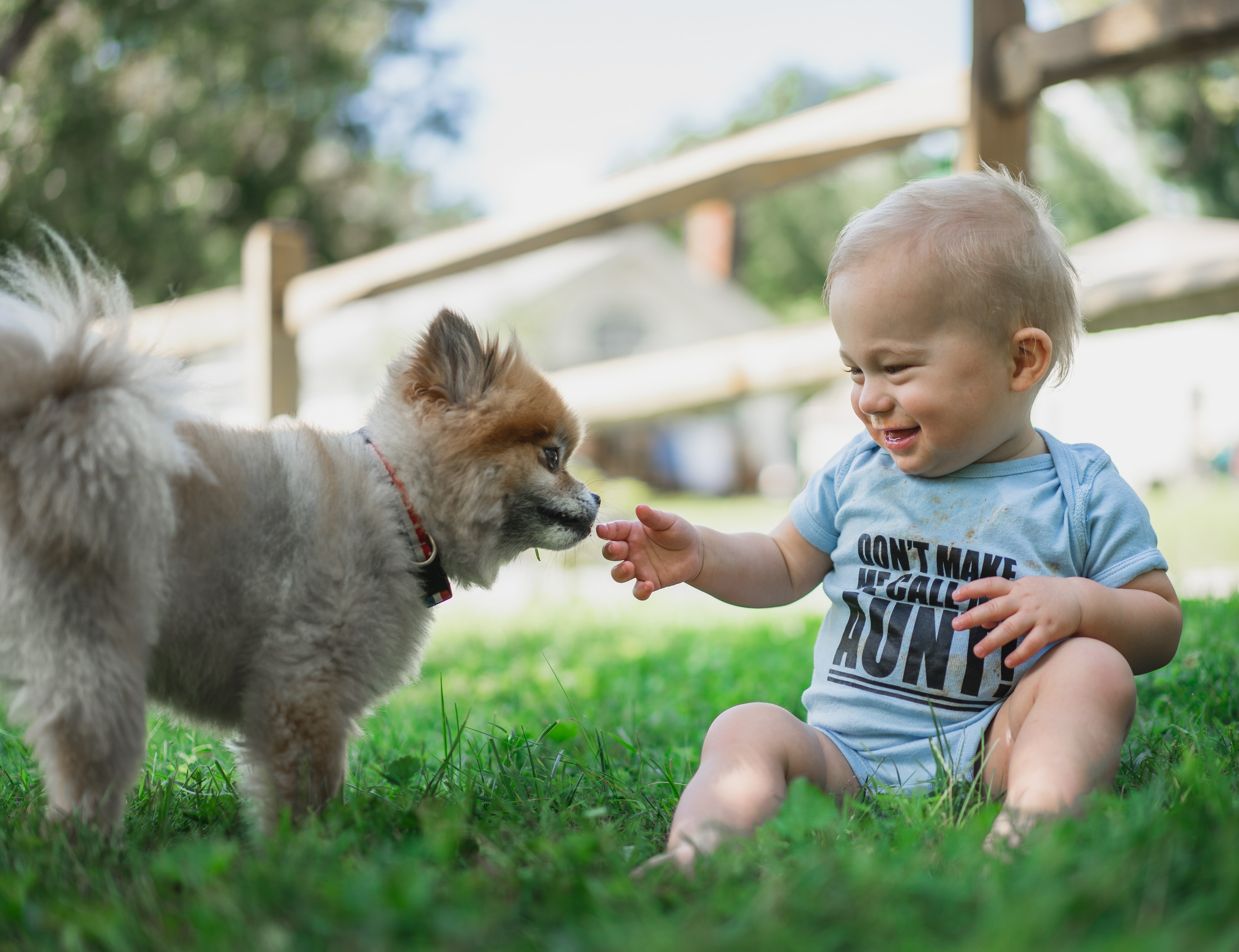 boy in black and white stripe shirt sitting on green grass field beside brown pomeranian puppy