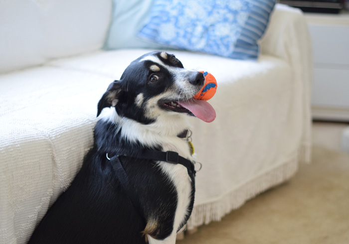 Dog chewing a ball